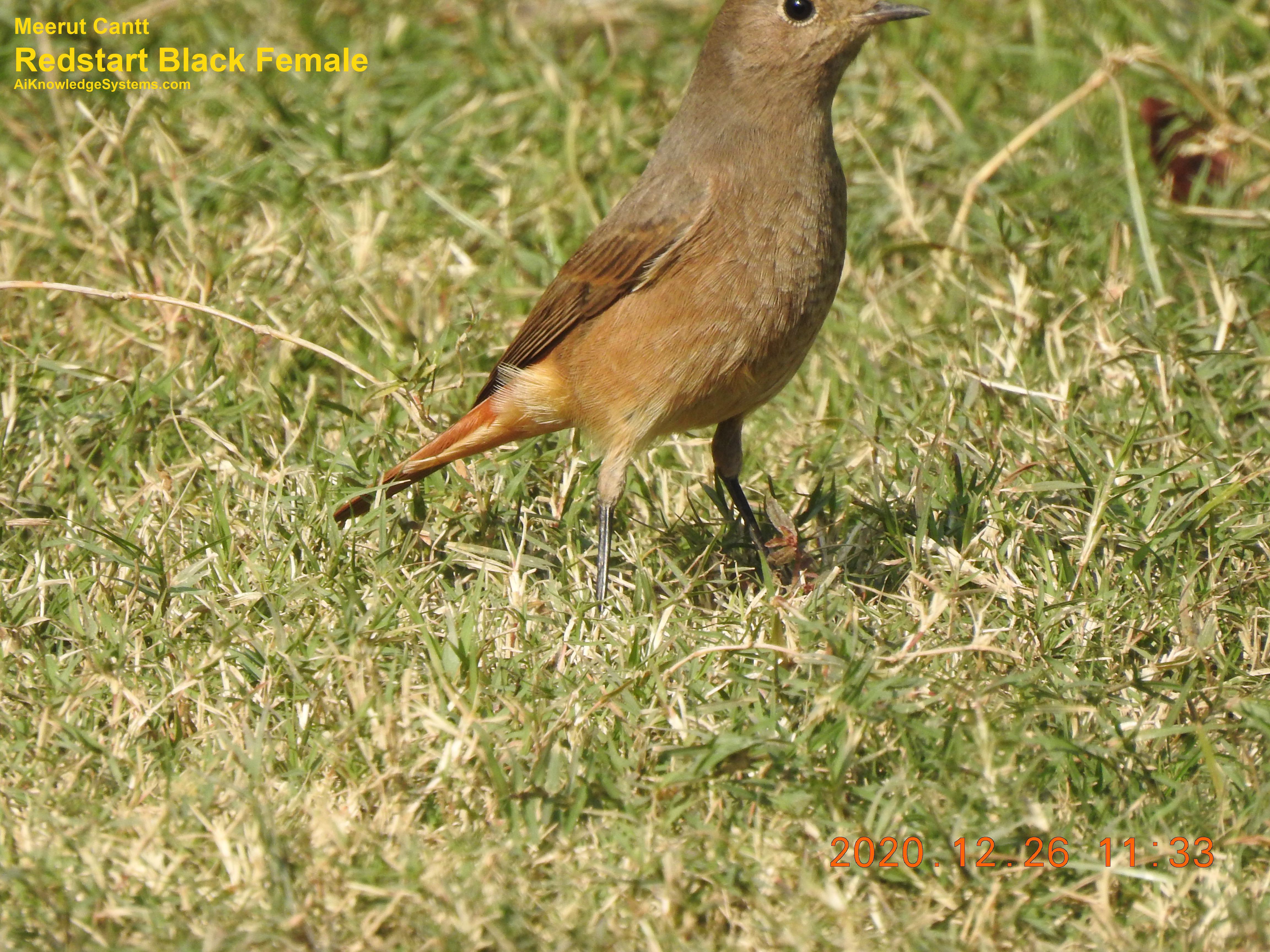 Redstart (25) Coming Soon